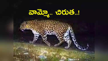 leopard-wandering-in-sircilla-106045566